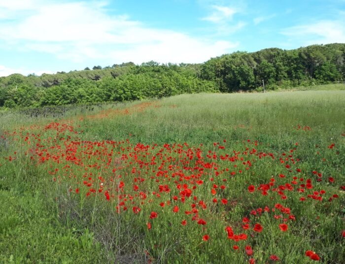 Le Mas du Colombier - location - Saint-Michel d’Euzet