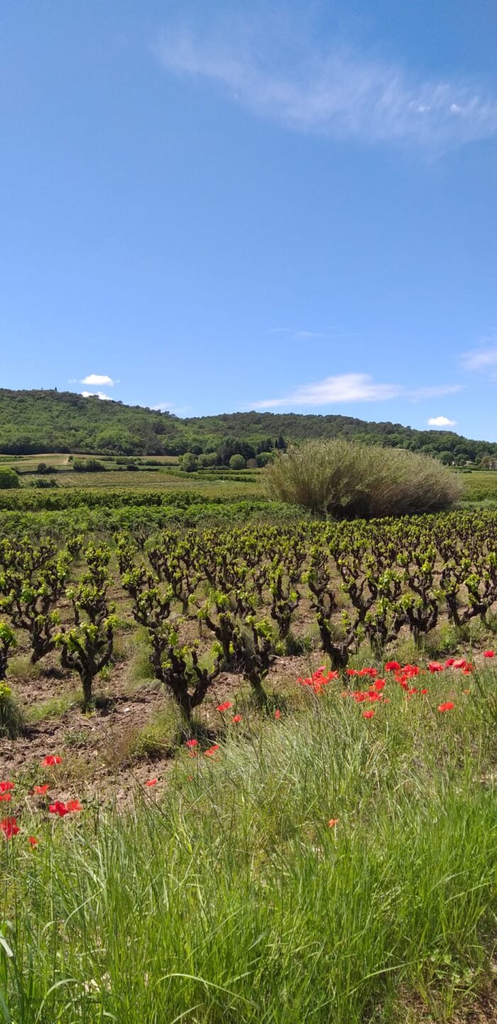 Le Mas du Colombier - location - Saint-Michel d’Euzet